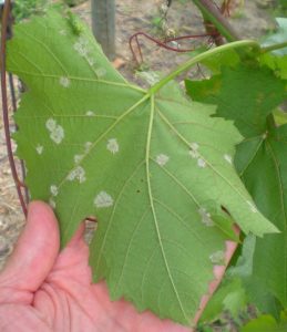 leaf with downy mildew