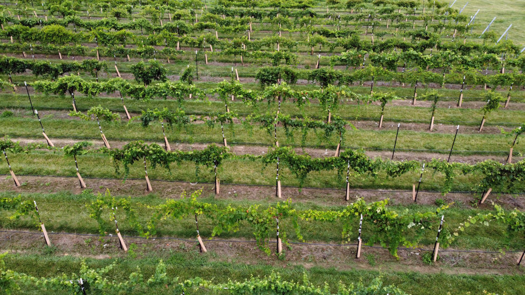 The Grape and Wine Institute vineyard.