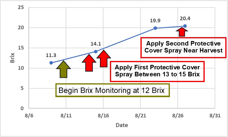 Figure 2. Graph represents typical white grape cultivar ripening over time and delineates when brix should start to be monitored and at what brix level management should be implemented in a two-cover spray program to reduce the severity of Sour rot.