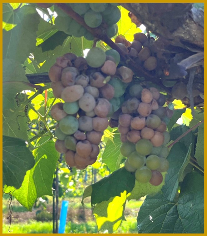 Figure 1. Sour rot on grape clusters of the grape cultivar Missouri riesling in late August near Augusta, Missouri. Photo credit: D. Volenberg
