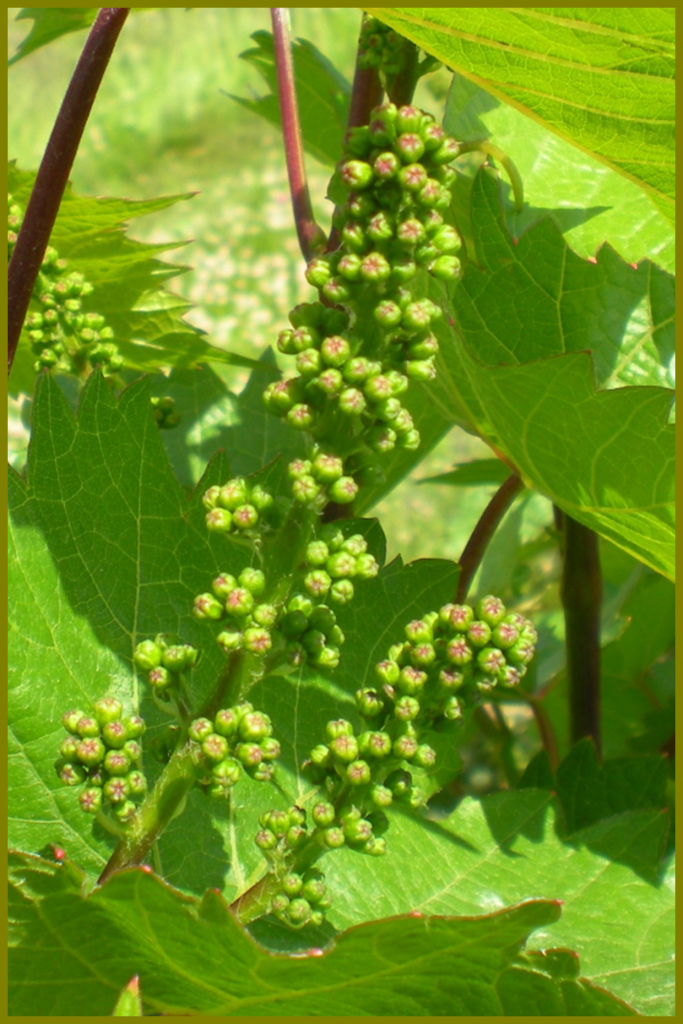 Figure 1. Inflorescence prior to Immediate Pre-bloom. See Figure 2 for comparison. Photo credit: D.S. Volenberg