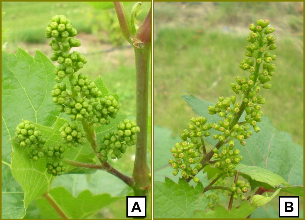 Figure 2. Inflorescence of grape showing the florets tightly clustered