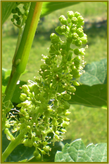 Figure 3. Grapevine inflorescence during flowering. Petiole sampling should take place when 70% of the caps have shed.