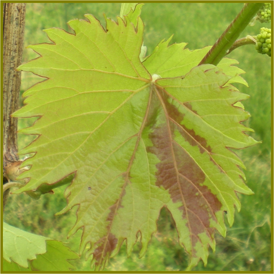 Figure 4. Pestolotiopsis spp. symptomology on Chambourcin during early May.