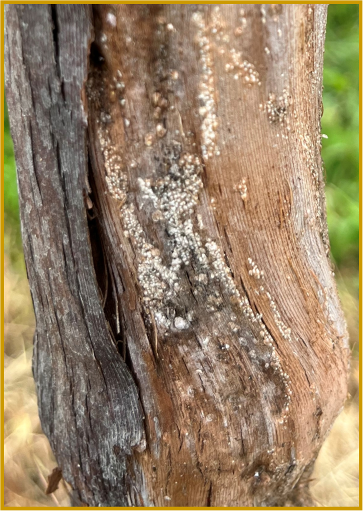 Figure 1. Grape scale Diaspidiotus uvae found under the bark of the grape cultivar Vivant in central Missouri.