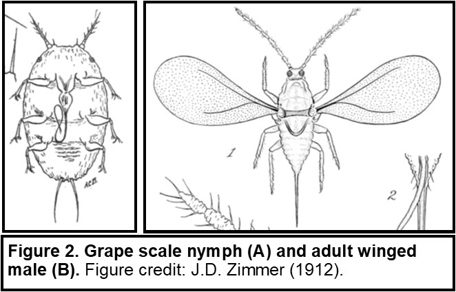 Figure 2. Grape scale nymph, photo A, and adult winged male, photo B. Figure credit: J.D. Zimmer (1912).