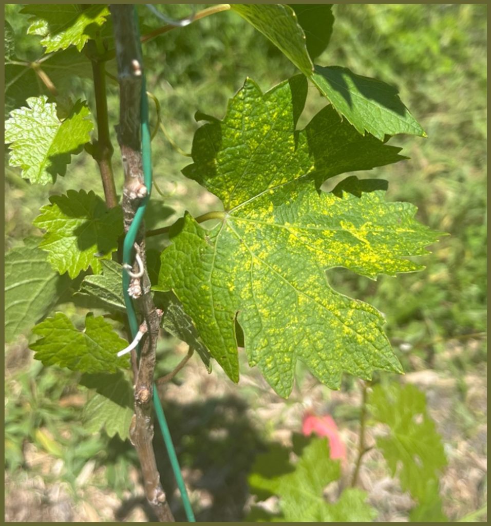 Figure 1. Symptoms of Yellow speckle viroid on Cabernet sauvignon in Craw- ford County, Missouri on May 21, 2025. Photo credit: D. Volenberg.