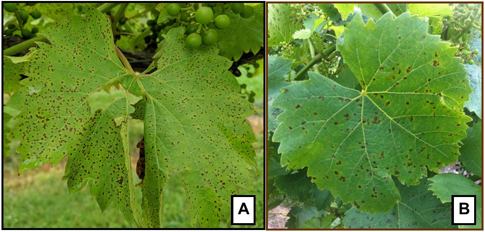 Figure 2. Rupestris speckle on the intraspecific grape cultivar Chambourcin (A) and Valvin muscat (B). Photo credit: D. S. Volenberg.