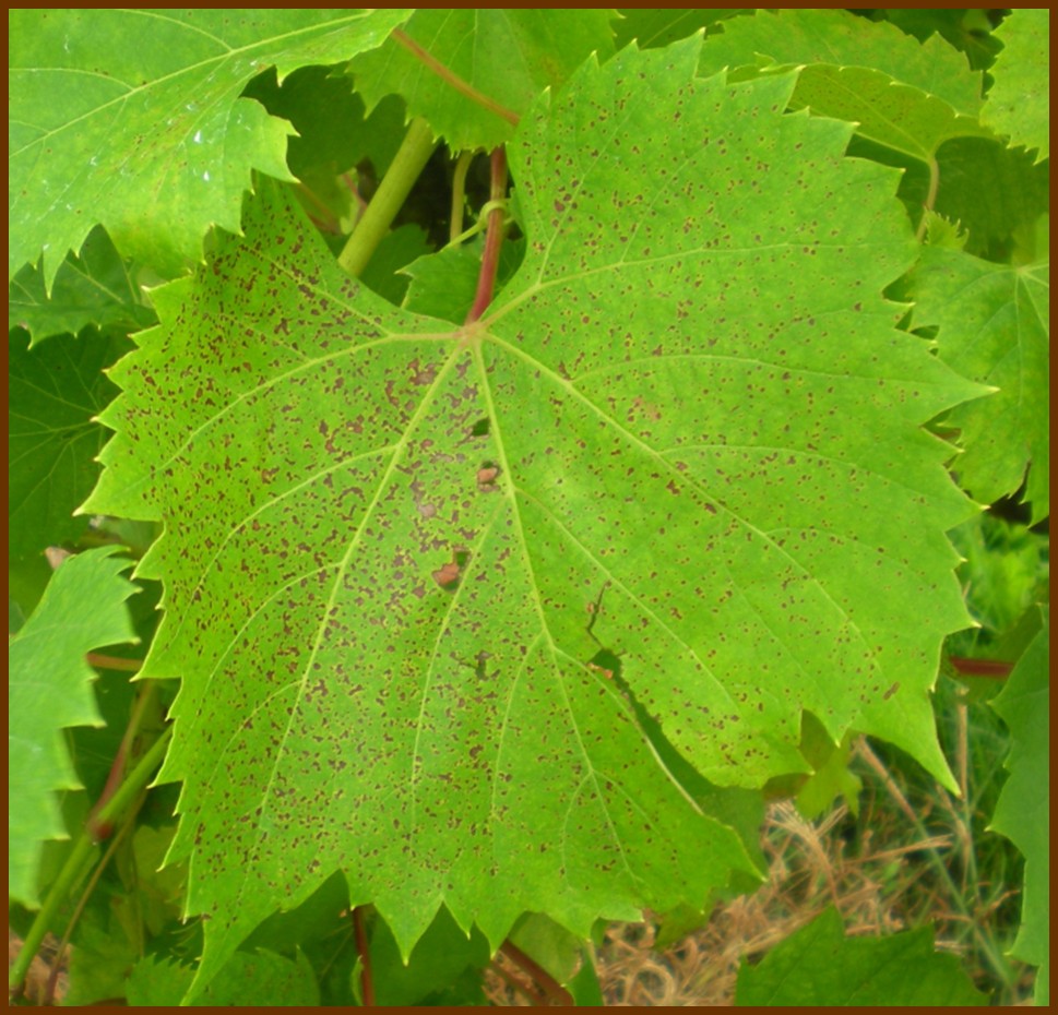 Figure 3. Rupestris speckle on Vitis rupestris which has similar symptomology as Rupestris speckle on Chambourcin. Photo credit: D. S. Volenberg.