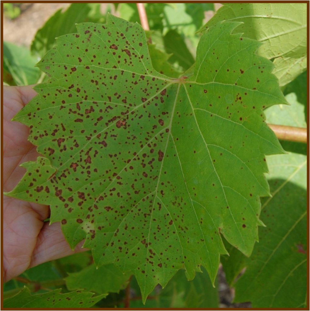 Figure 4. Rupestris speckle on the intraspecific grape cultivar Frontenac gris. Photo credit: P. McManus.