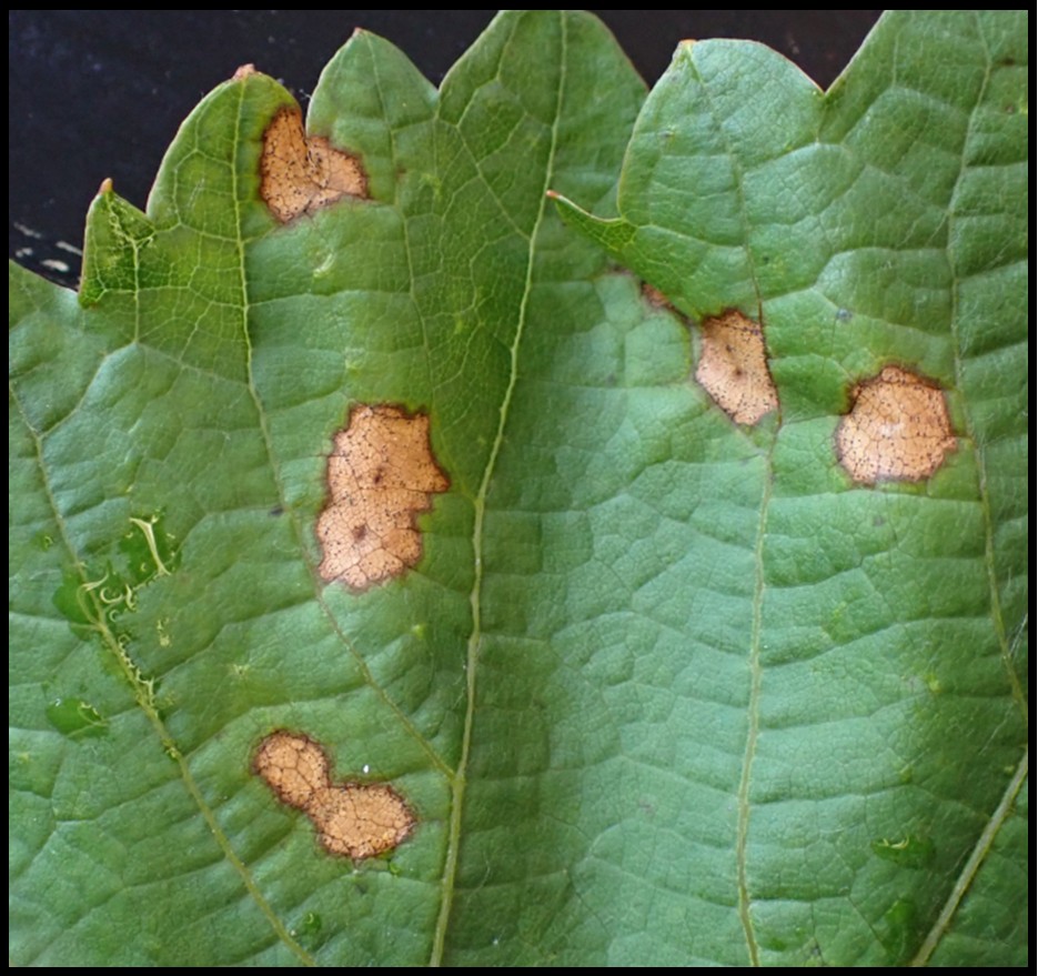 Figure 5. Black rot lesions caused by Guignardia bidwellii on Vignoles. Black rot lesions can appear to mimic Rupestris speckle. Photo credit: D.S. Volenberg.