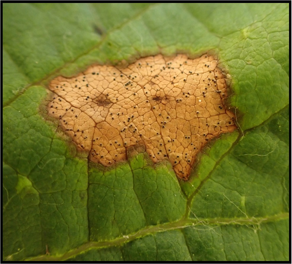 Figure 6. Black rot lesions have black dots within the lesion which are reproductive structures (pycnidia). In comparison Rupestris speckle lesions will not have black dots. Photo credit: D.S. Volenberg.