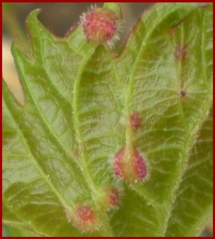 Figure 7. Galls on the backside (abaxial) of a Chambourcin leaf caused by foliar phylloxera, Daktulosphaira vitifolia. Photo credit: D.S. Volenberg.
