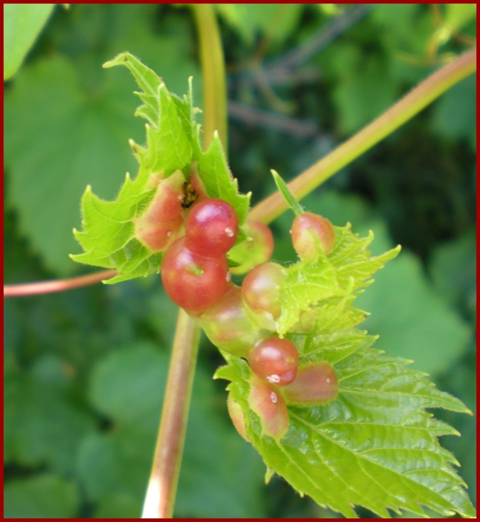 Figure 8. Grape tumid galls/grape tomato galls caused by the midge fly Vitisella brevicauda (Cecidomyiide). Photo credit: D.S. Volenberg.