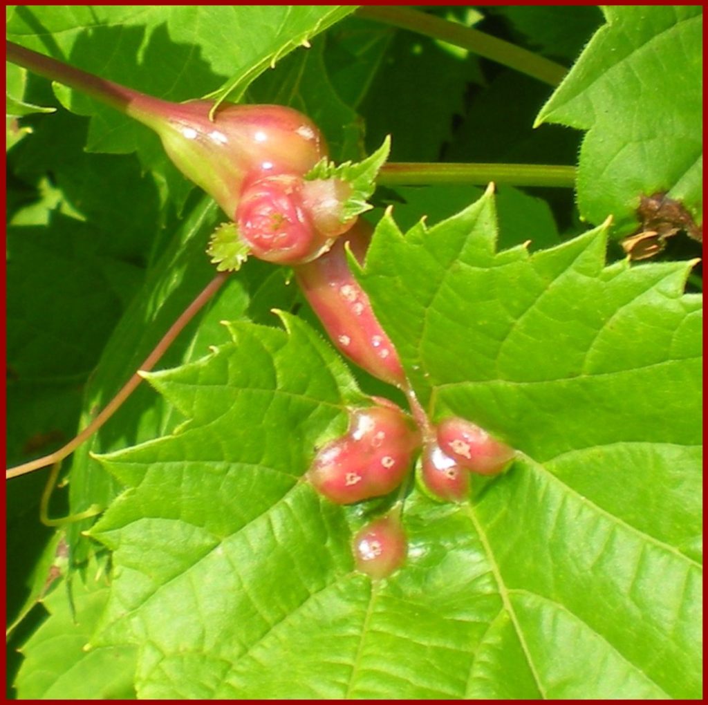 Figure 9. Larva exit holes are visible on the galls caused by the grape tumid gallmaker Vitisella brevicauda. Photo credit: D.S. Volenberg.