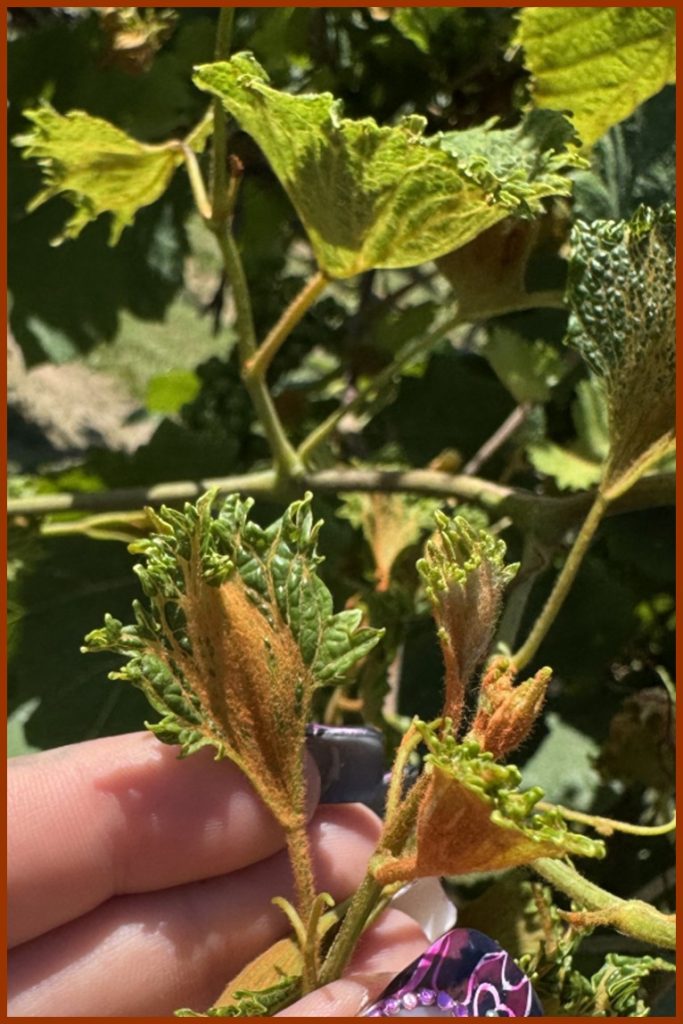Figure 1. Synthetic auxin injury to Norton from Kansas on 26 June 2025. Photo credit: Kendall Kuxhouse