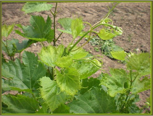 Common symptoms on grapevines that experienced herbicide drift from synthetic auxin herbicides include, downward bending of the shoot tips, yellowing of leaves and fingering of the leaf margins. Photo credit: Dean S. Volenberg