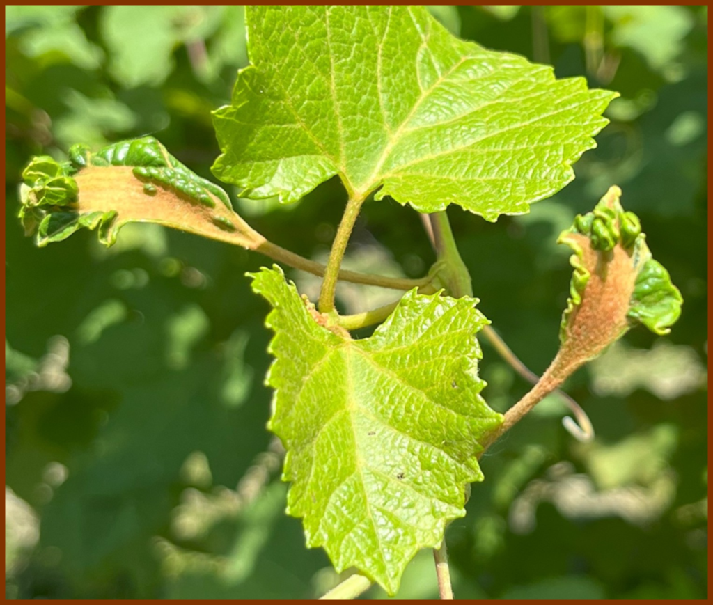 Figure 3. Synthetic auxin herbicide damage on the grape cultivar Norton near Hermann, MO on July 3, 2025.